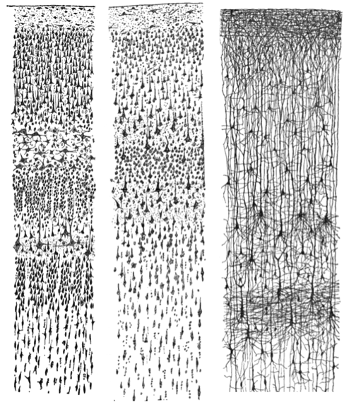 Three drawings depicting hundreds of individual neurons as observed through a microscope.