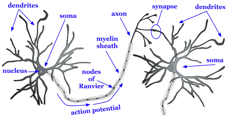 Basic structure of a neuron: A typical neuron consists of an axon (which is covered in myelin sheath that is separated by Nodes of Ranvier), soma (with a nucleus) and dendrites on it. Action potential travels down an axon of a neuron and arrives at the synapse – a gap between two neurons. 