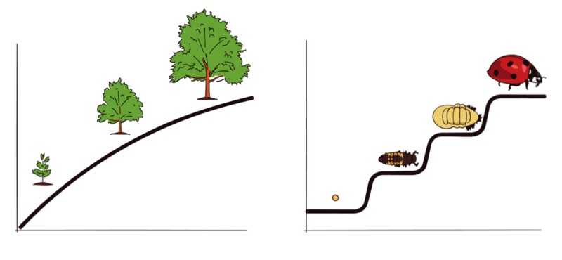 An image shows three stages in the continuous growth of a tree. A second image shows four distinct stages of development in the life cycle of a ladybug.