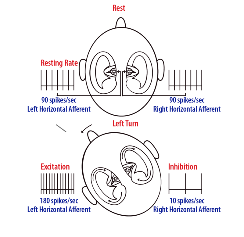 Illustration of excitation of receptors on the left and inhibition of receptors on the right when turning head to the left.