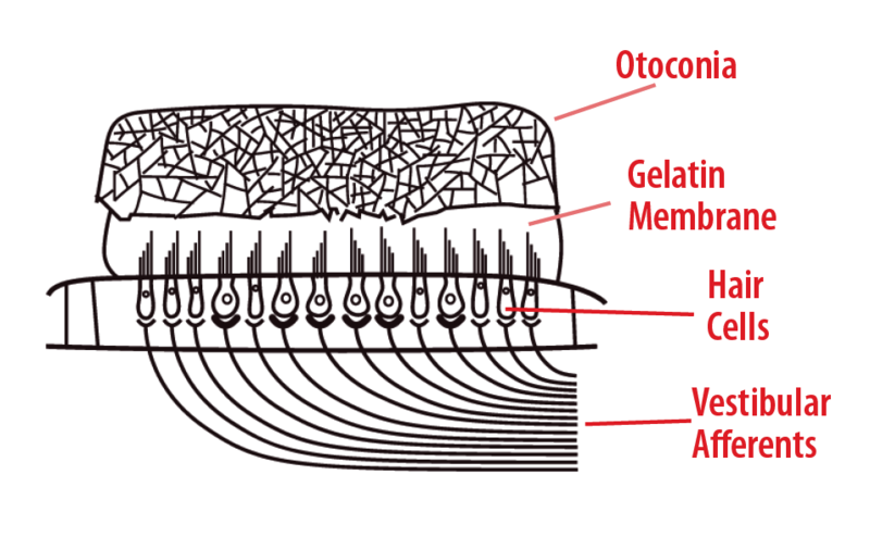 Anatomy of otolith receptors.
