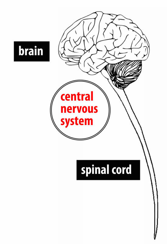 A simple diagram showing the brain and spinal cord.
