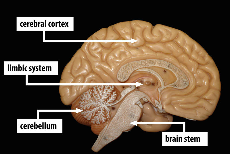 A model shows a cross section of the human brain with areas labeled - cerebral cortex, limbic system, cerebellum, and brain stem