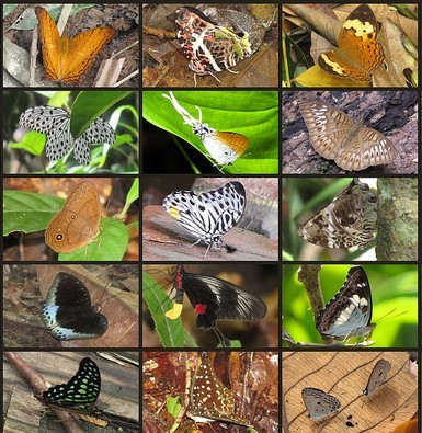15 types of butterflies native to Kalimantan (Borneo).