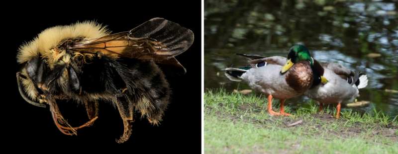An intersexual two-spotted bumble bee and two mallard ducks.